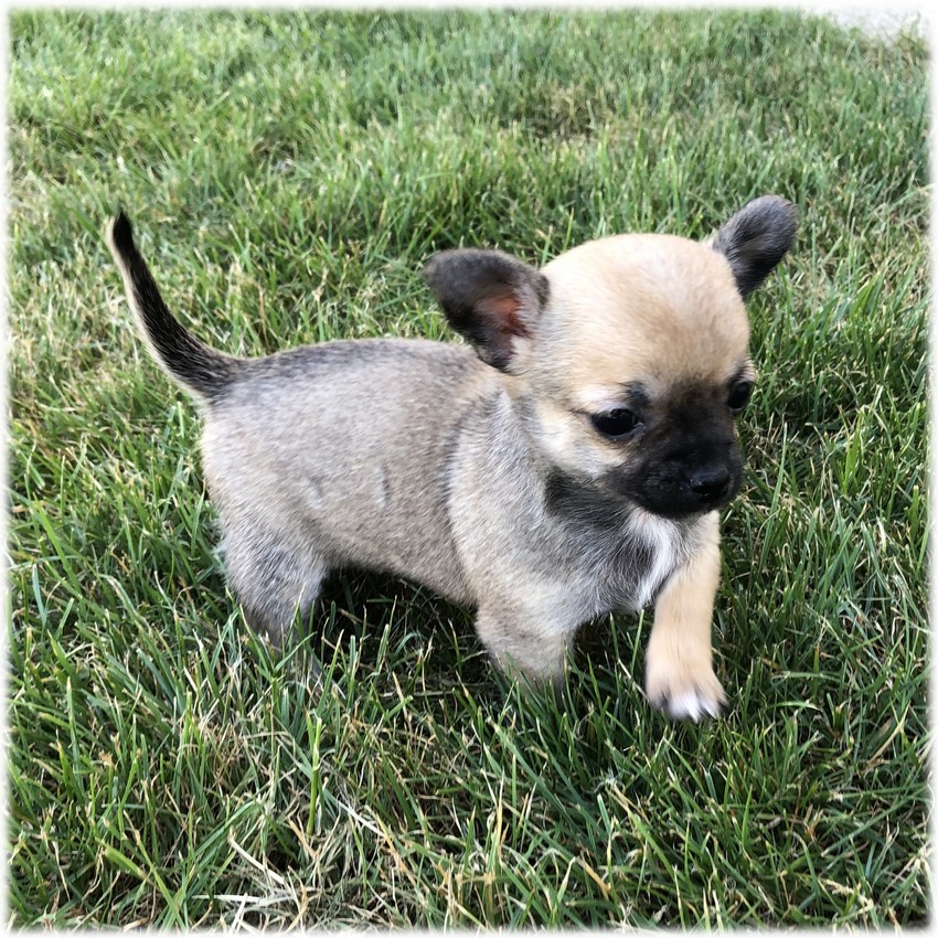 image des enfants de Léon notre mâle chihuahua reproducteur