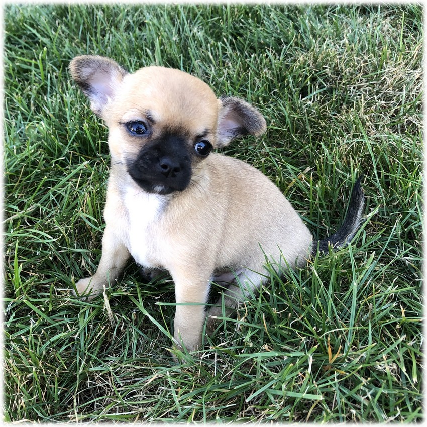 image des enfants de Léon notre mâle chihuahua reproducteur