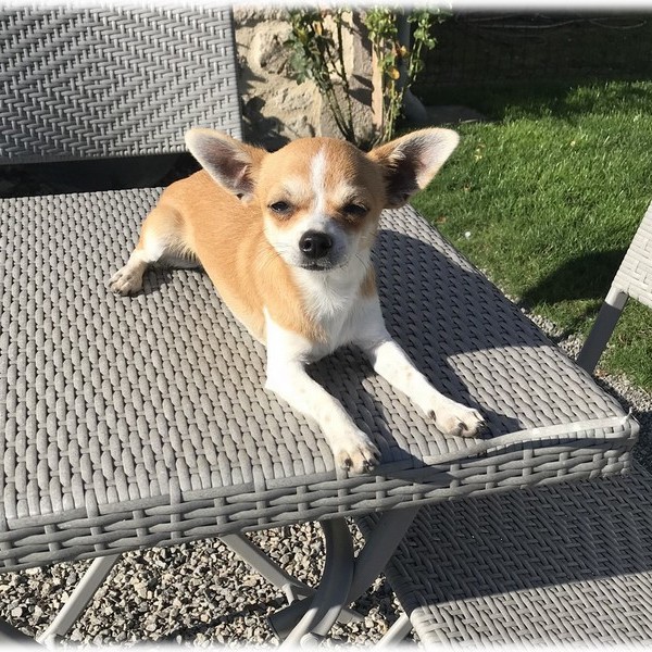 image des enfants de Léon notre mâle chihuahua reproducteur