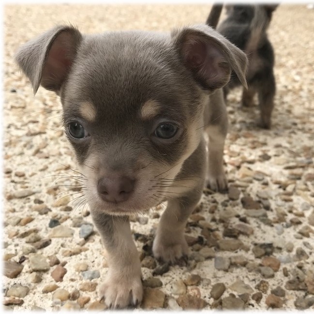 image des enfants de Léon notre mâle chihuahua reproducteur