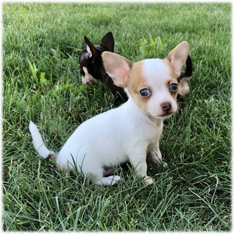 image de Léon notre mâle chihuahua reproducteur