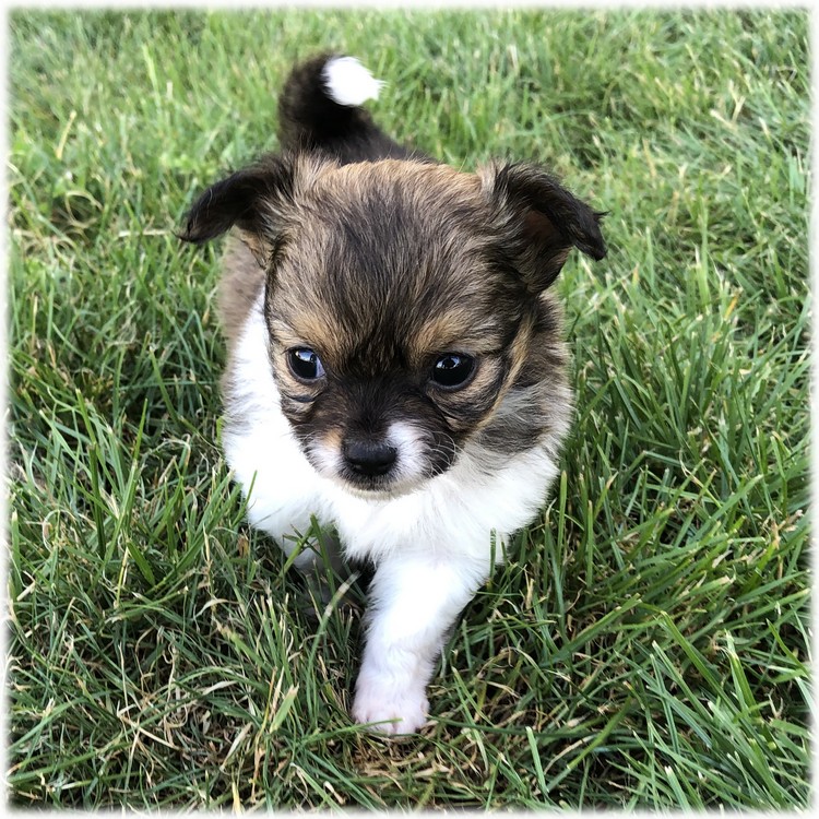 image de Marley notre mâle chihuahua reproducteur