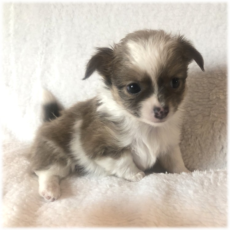 image de Marley notre mâle chihuahua reproducteur