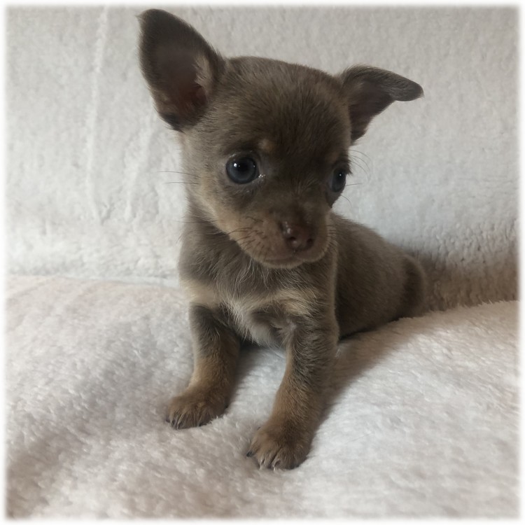 image de Léon notre mâle chihuahua reproducteur