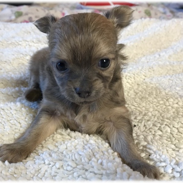 image des enfants de Marley notre mâle chihuahua reproducteur