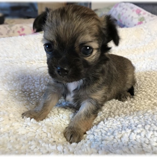 image des enfants de Marley notre mâle chihuahua reproducteur