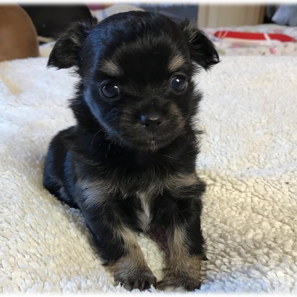 image de Marley notre mâle chihuahua reproducteur