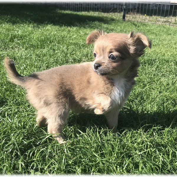 image des enfants de Marley notre mâle chihuahua reproducteur
