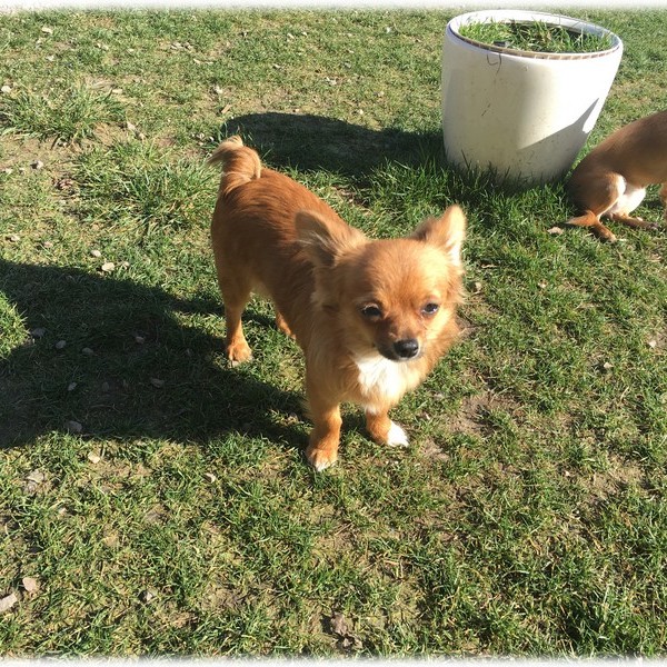 image des enfants de Marley notre mâle chihuahua reproducteur