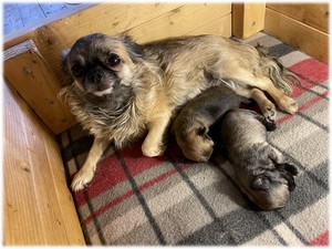 Olympe femelle Chihuahua reproductrice du Domaine de Mondon