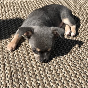 image des enfants de Léon notre mâle chihuahua reproducteur