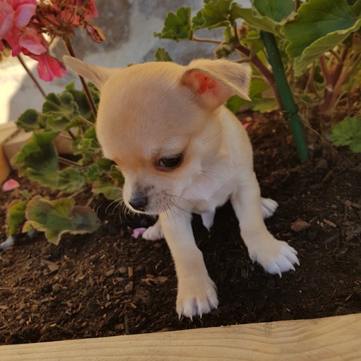 image des enfants de Léon notre mâle chihuahua reproducteur