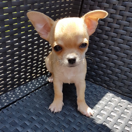 image des enfants de Léon notre mâle chihuahua reproducteur