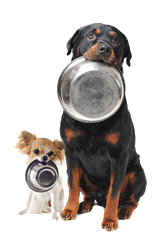 image chihuahu accompagné d'un Beauceron