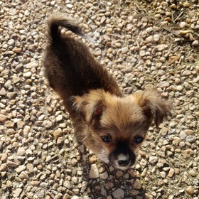 image des enfants de Marley notre mâle chihuahua reproducteur