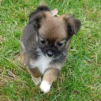 image des enfants de Marley notre mâle chihuahua reproducteur
