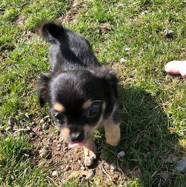 image des enfants de Marley notre mâle chihuahua reproducteur