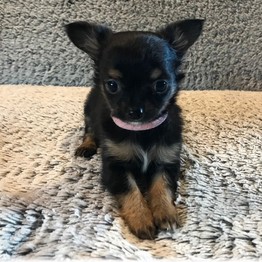 image des enfants de Marley notre mâle chihuahua reproducteur