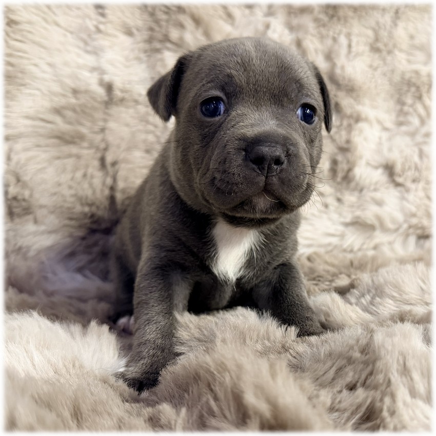 Petite femelle Staffordshire Bull Terrier couleur bleu et blanc de l'élevage du Domaine de Mondon