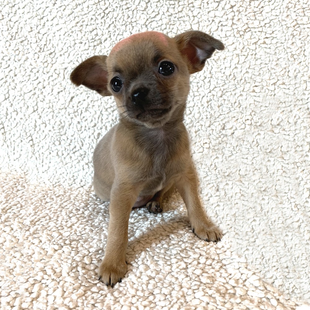 image des enfants de Léon notre mâle chihuahua reproducteur