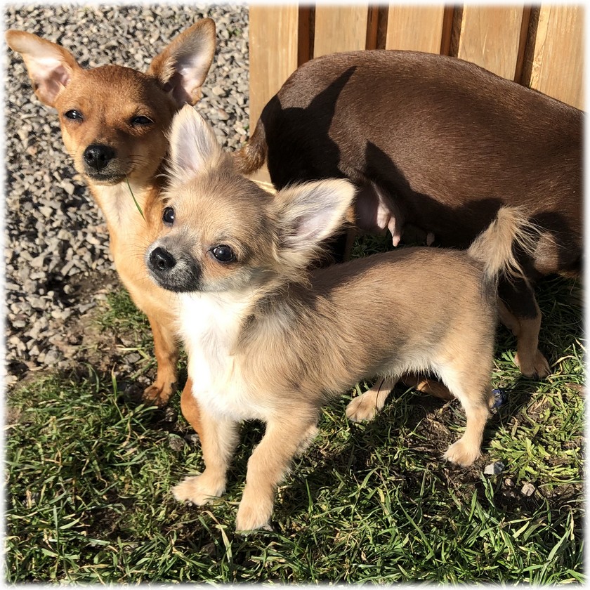 image de Marley notre mâle chihuahua reproducteur