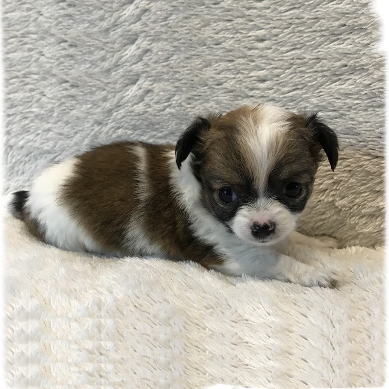 image des enfants de Marley notre mâle chihuahua reproducteur