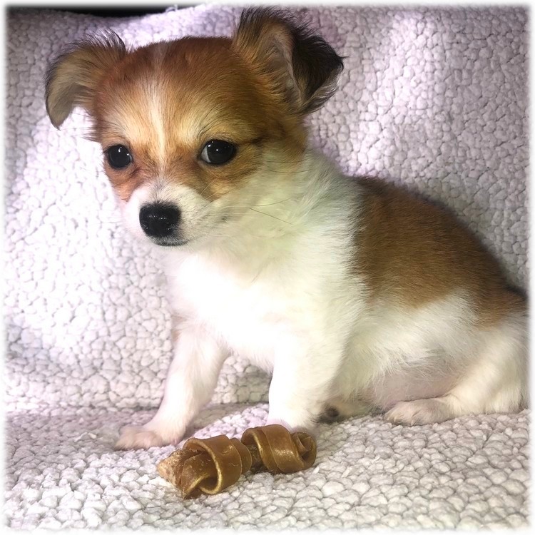 image de Marley notre mâle chihuahua reproducteur