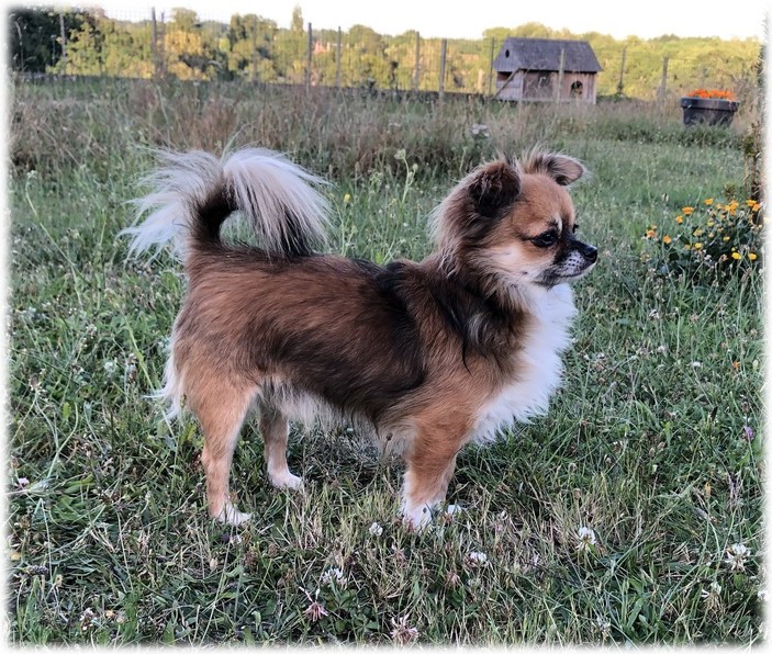 Marley mâle Chihuahua du Domaine de Mondon Marley mâle Chihuahua du Domaine de Mondon