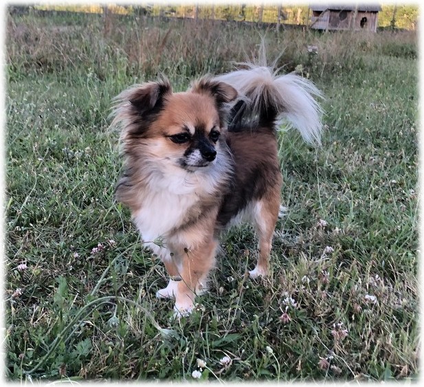 Marley mâle Chihuahua du Domaine de Mondon Marley mâle Chihuahua du Domaine de Mondon