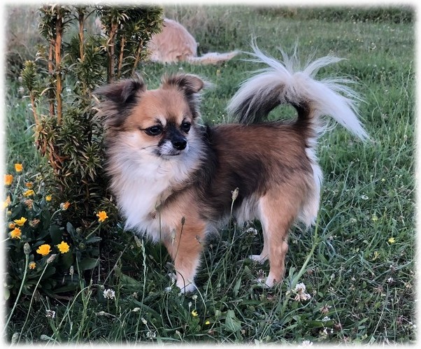 Marley mâle Chihuahua du Domaine de Mondon Marley mâle Chihuahua du Domaine de Mondon