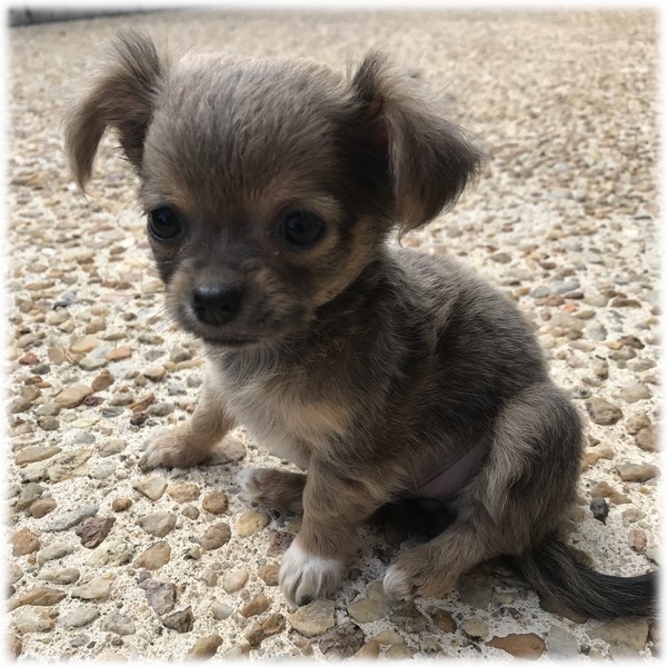 image des enfants de Marley notre mâle chihuahua reproducteur