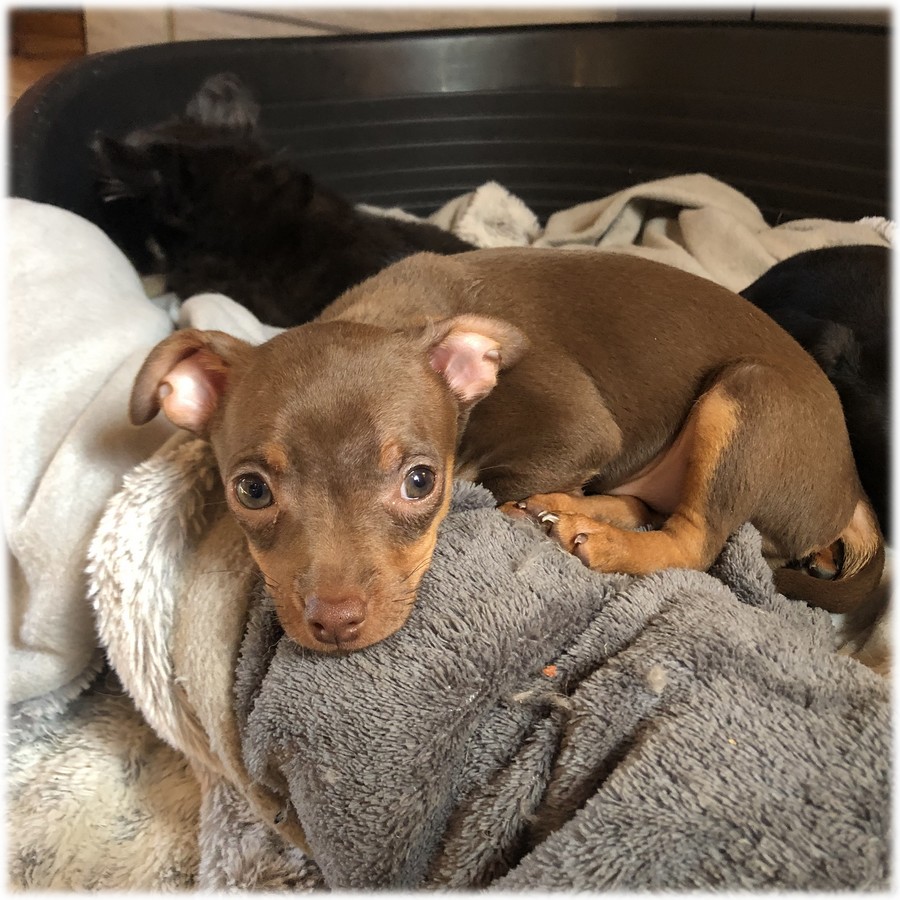 image des enfants de Pluto notre mâle Pinscher Nain reproducteur