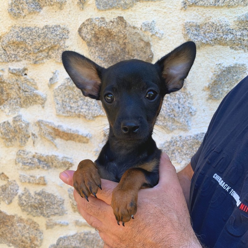 image des enfants de Pluto notre mâle Pinscher Nain reproducteur