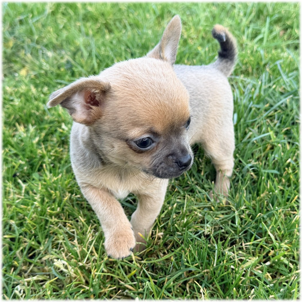 Petite femelle Chihuahua couleur sable de l'élevage du Domaine de Mondon