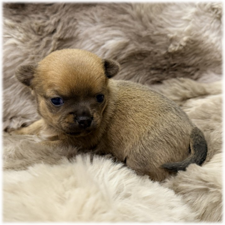 Petite femelle Chihuahua couleur sable de l'élevage du Domaine de Mondon
