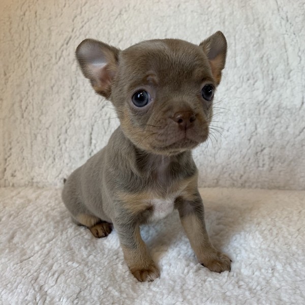 image des enfants de Léon notre mâle chihuahua reproducteur