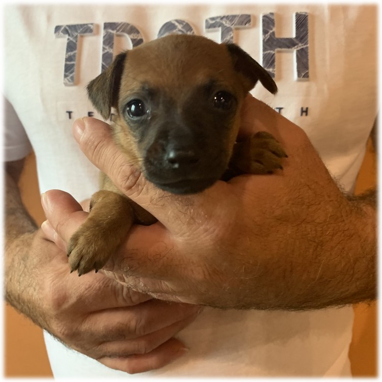 image des enfants de Pluto notre mâle Pinscher Nain reproducteur