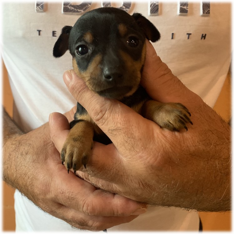 image des enfants de Pluto notre mâle Pinscher Nain reproducteur