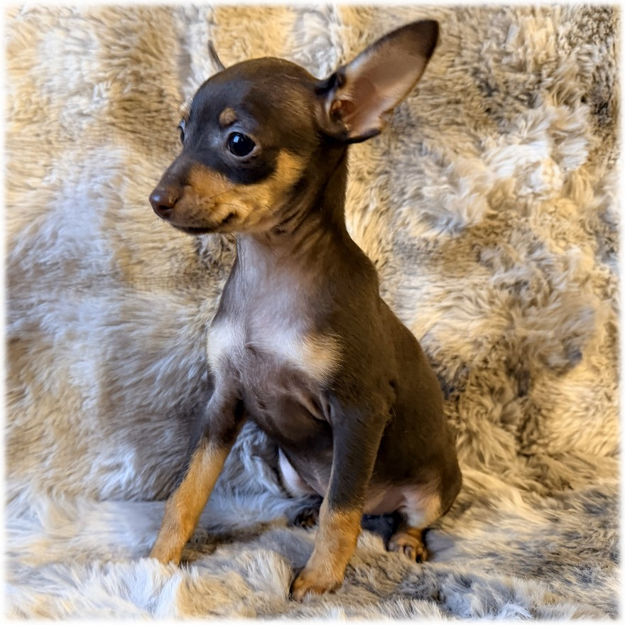 Petite femelle Pinscher Nain couleur Chocolat de l'élevage du Domaine de Mondon