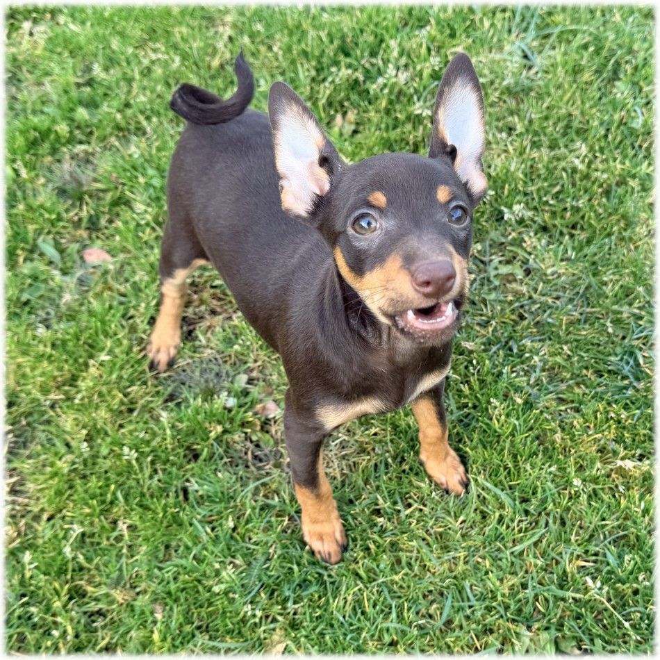 Petite femelle Pinscher Nain couleur Chocolat de l'élevage du Domaine de Mondon