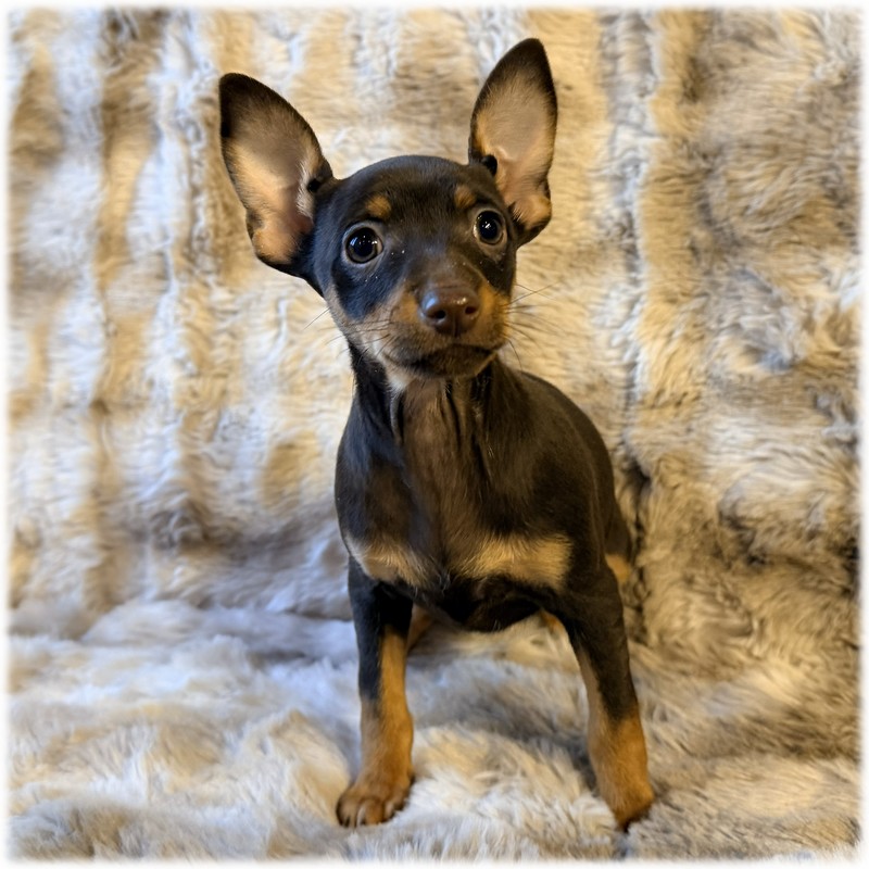 Petite femelle Pinscher Nain couleur Chocolat de l'élevage du Domaine de Mondon