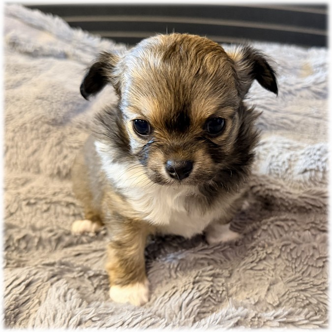 Petit mâle Chihuahua couleur Marron et blanc de l'élevage du Domaine de Mondon