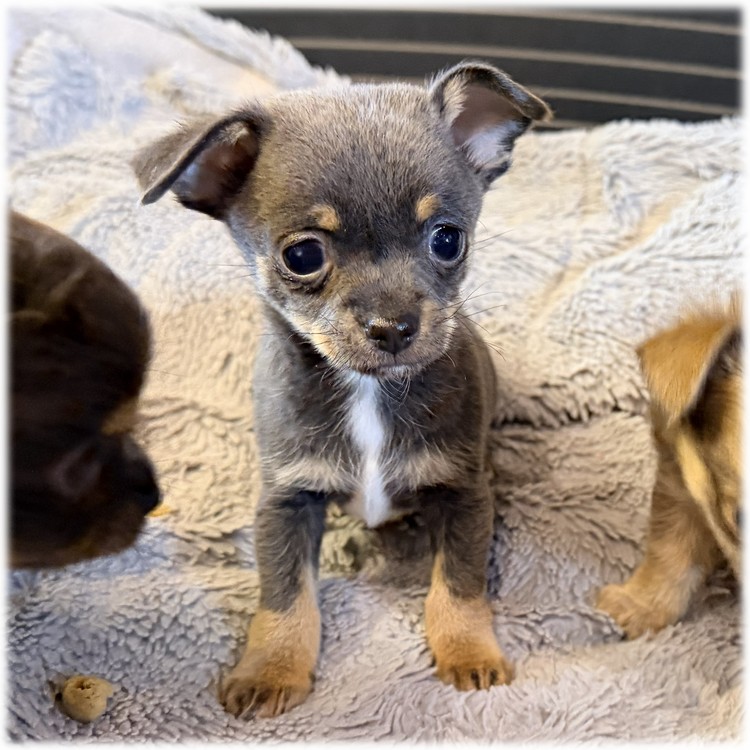 Petit mâle Chihuahua couleur Bleu de l'élevage du Domaine de Mondon