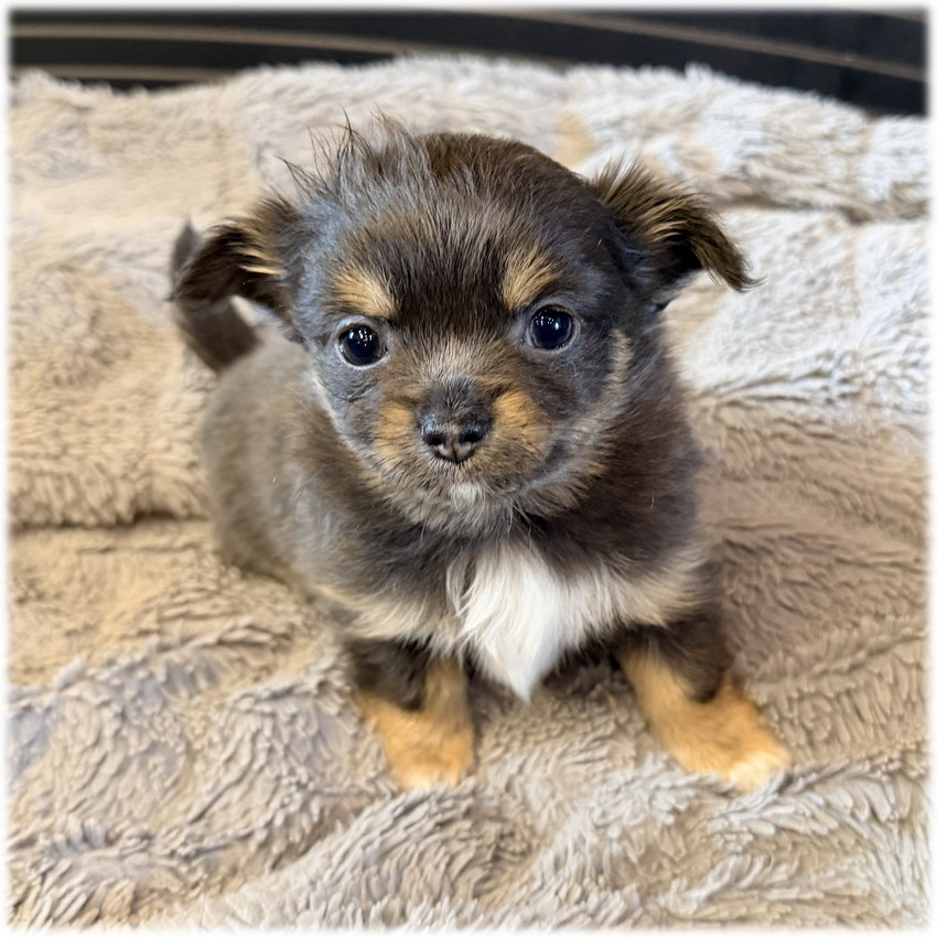 Petit mâle Chihuahua couleur Bleu de l'élevage du Domaine de Mondon